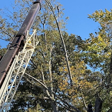 Tree-Removal-with-Crane-at-Woodlawn-Cemetery 14